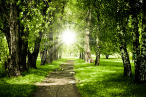 nice path between green trees